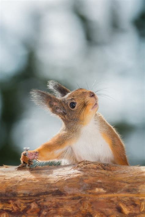 süße bilder|süße tierbilder.